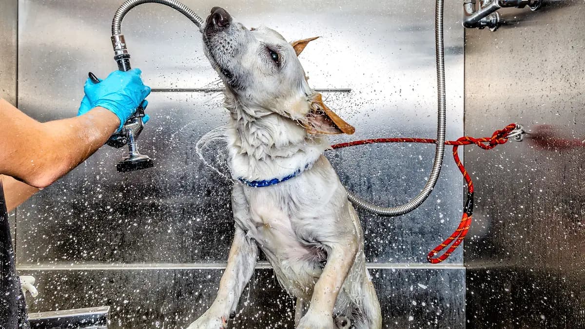 undefined apartments for rent - image - 8.5.jpg - 0